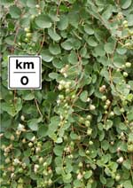 Pagine-da-KM0_Segni-darte-a-sud_cartoline